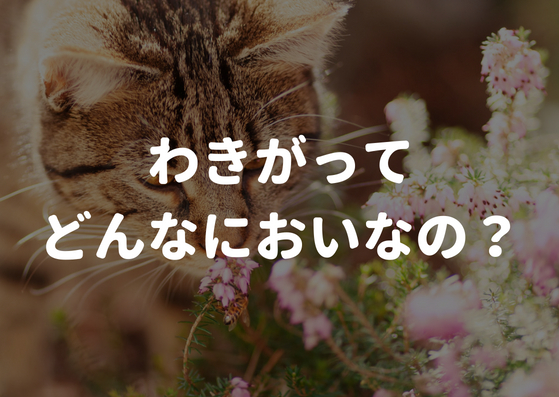 自分じゃ気付けない？わきがってどんな臭いなの！？